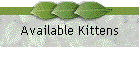 Available Kittens